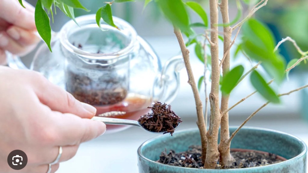 Use your spent tea leaves as compost.