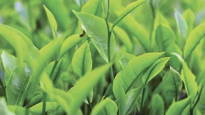 Tea contains catechins, l-theanine, caffeine, polyphenols which provide powerful antioxidants